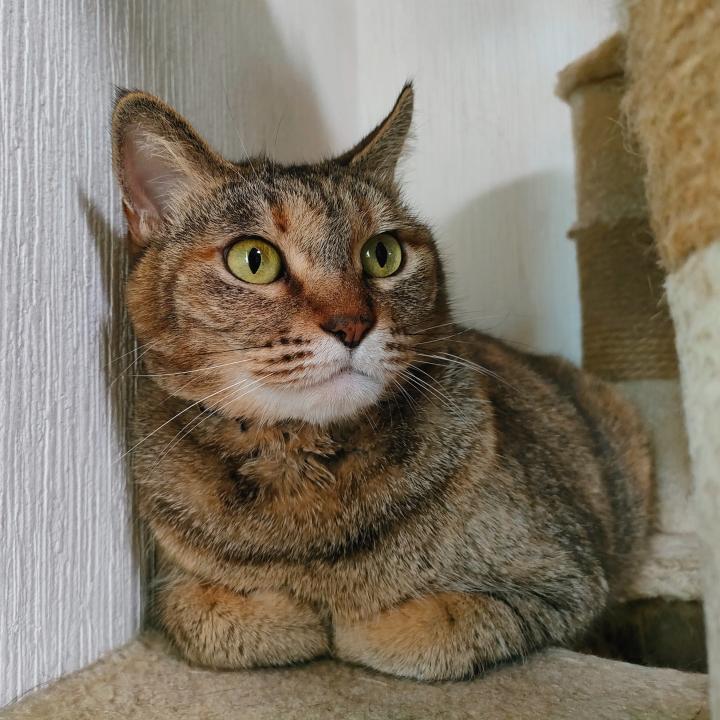 電池切れでログなし - ネコが７ひきさんの猫日記