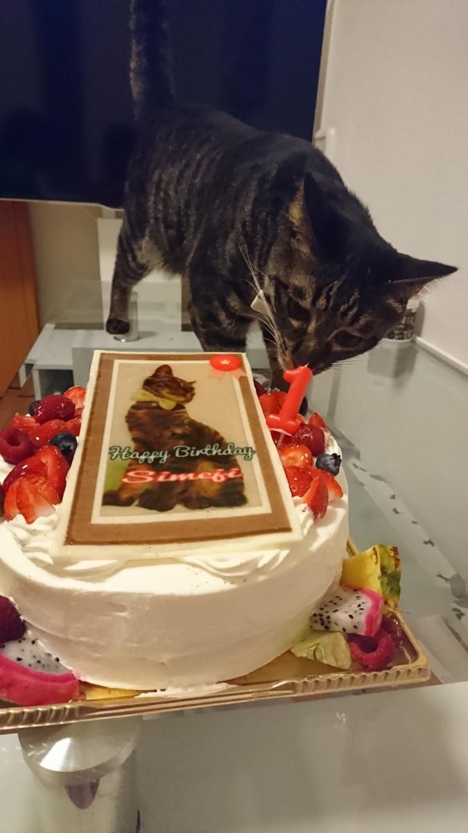 しめじ1歳の誕生日 しめちゃんさんの猫ブログ ネコジルシ