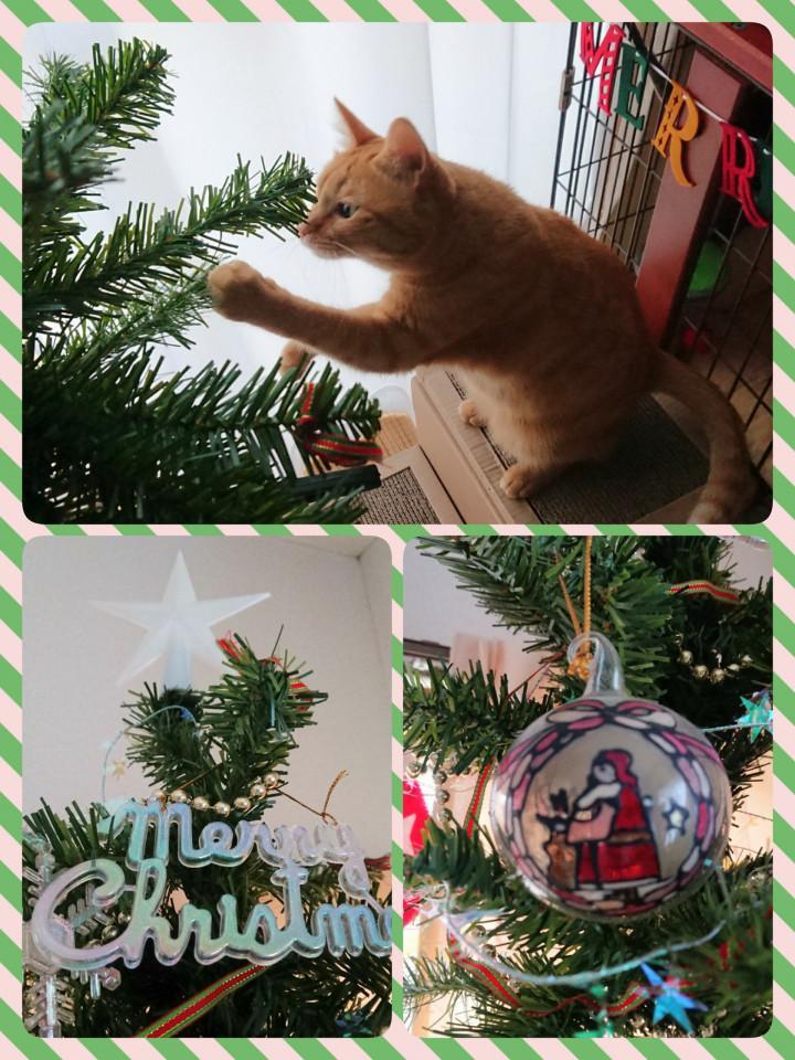 クリスマスの飾り付けとねこクリスマスちゃん Mikimaruさんの猫ブログ ネコジルシ