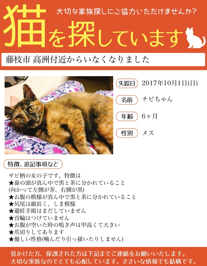 藤枝市近郊の方へお願い】迷子のサビ猫を探しています - NKMさんの猫日記