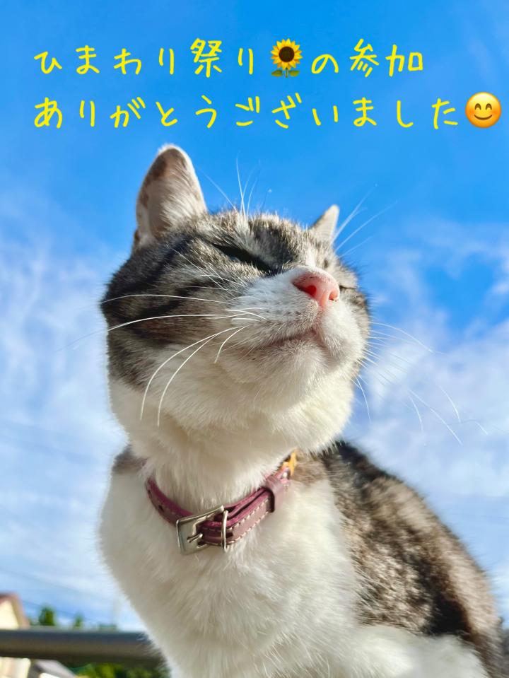 ひまわり祭り🌻 皆さんに感謝です😸 - ちーたさんさんの猫日記