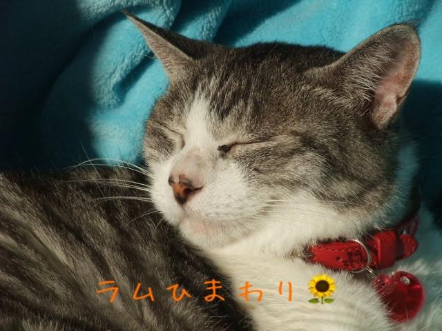 ひまわり祭り🌻 皆さんに感謝です😸 - ちーたさんさんの猫日記