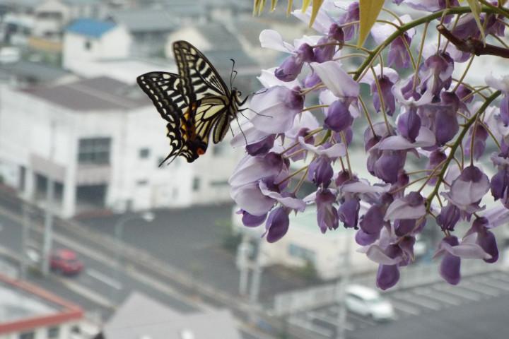 アゲハ蝶が五年越し 再び藤の花に その意味は ツンツンさんの猫ブログ ネコジルシ