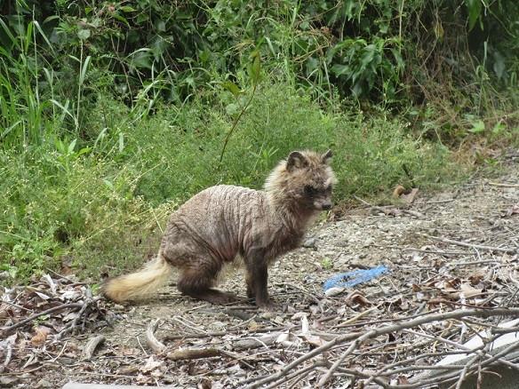 仔タヌキジルシとネロちゃんのパゲ ハルナツひなかりんさんの猫ブログ ネコジルシ