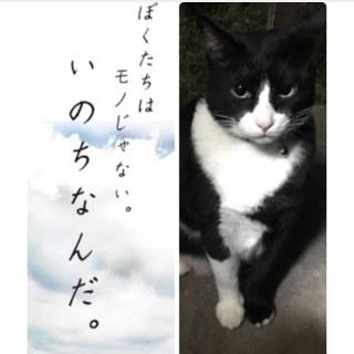 札幌里親詐欺 虐待死 拡散希望 追記 サタン麗華様さんの猫ブログ ネコジルシ