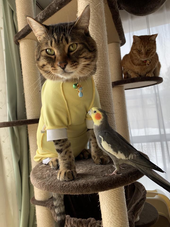 鳥と猫 サタン麗華様さんの猫ブログ ネコジルシ