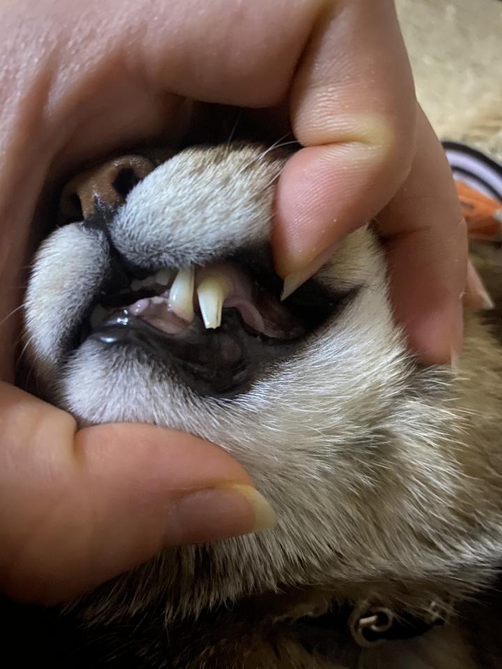 猫の犬歯って サタン麗華様さんの猫ブログ ネコジルシ