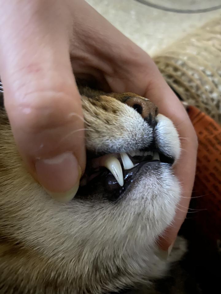 猫の犬歯って サタン麗華様さんの猫ブログ ネコジルシ