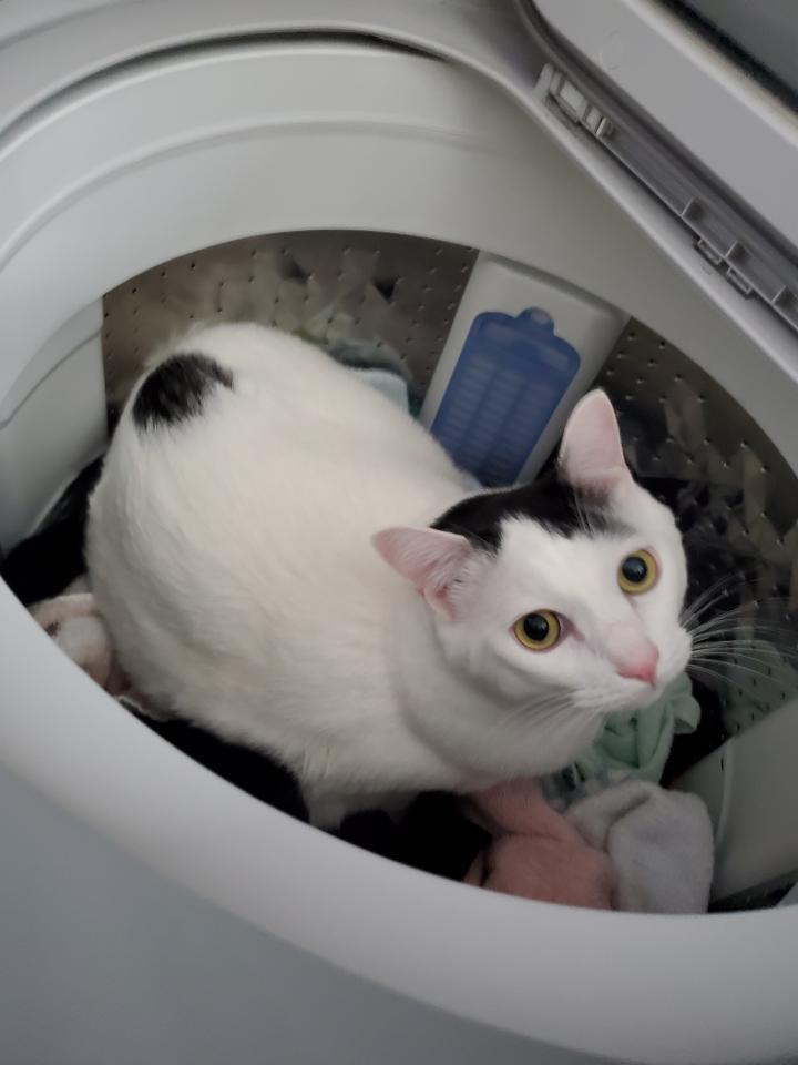 お洒落 猫 ='ｘ'= ブローチ 洗濯機回されちゃった… cerkafor.com