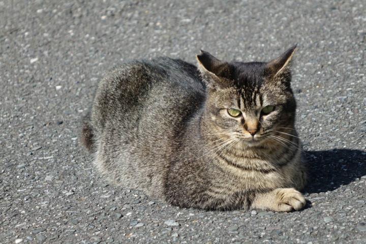 猫の種類(毛色)って難しい - トコロさんの猫ブログ - ネコジルシ