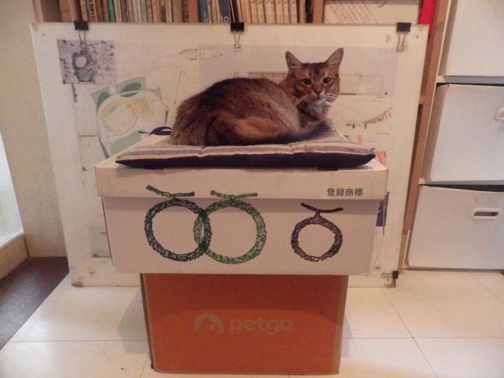 メロンとバレンシャオレンジの箱 うずまるさんの猫ブログ ネコジルシ