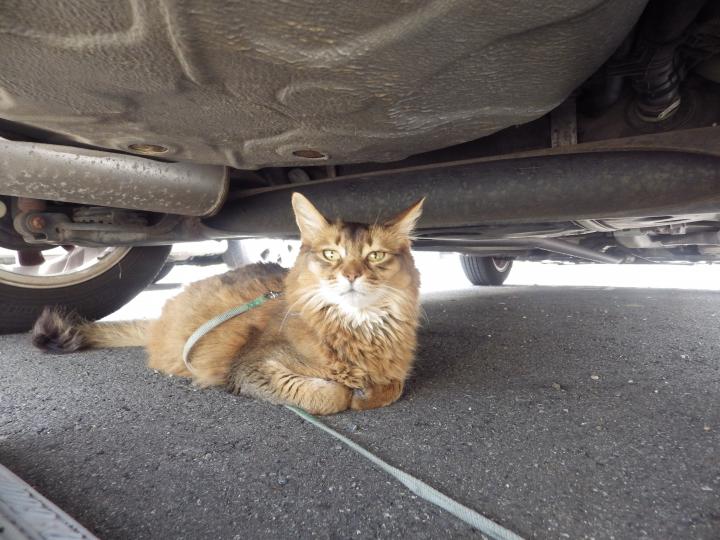 車の下で うずまるさんの猫ブログ ネコジルシ