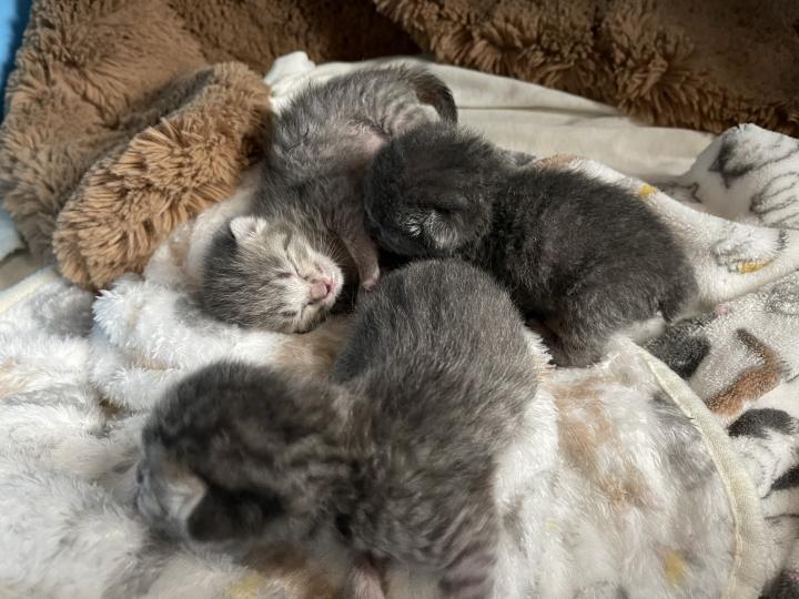 生後 らぶかちさんの猫ブログ ネコジルシ