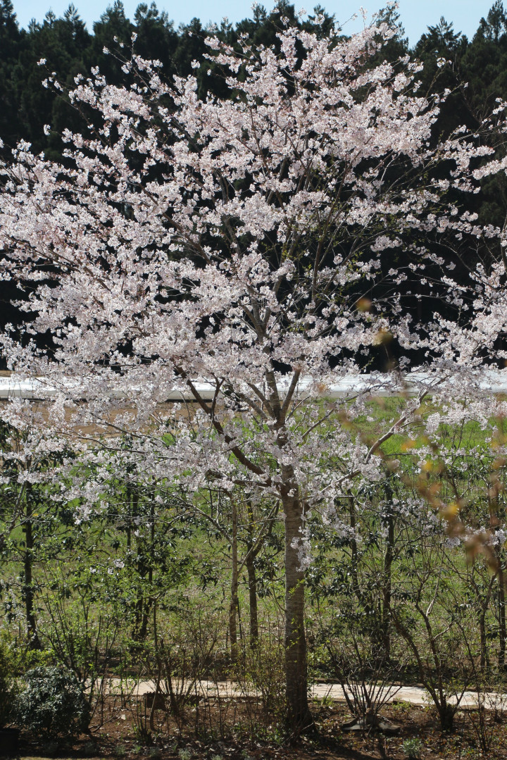 チビの眠る庭の桜の木が咲いた Kurumi さんの猫ブログ ネコジルシ