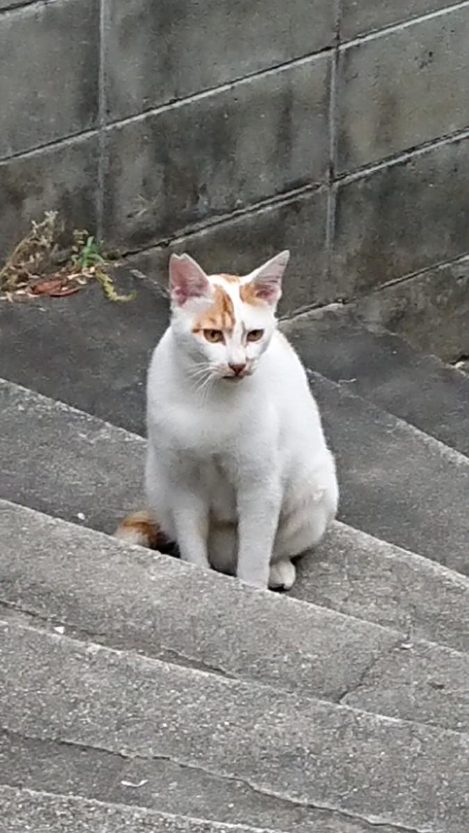 地域猫さん達と仲良し猫13号 メイリンキャットさんの猫ブログ ネコジルシ