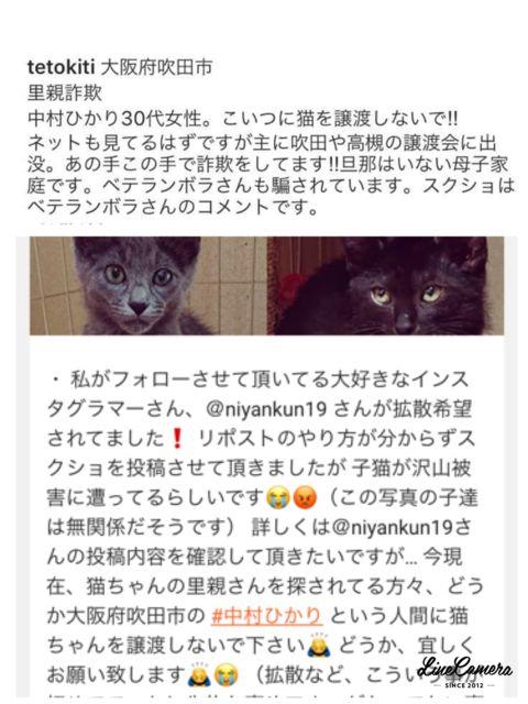 里親詐欺まとめ Parama000さんの猫ブログ ネコジルシ