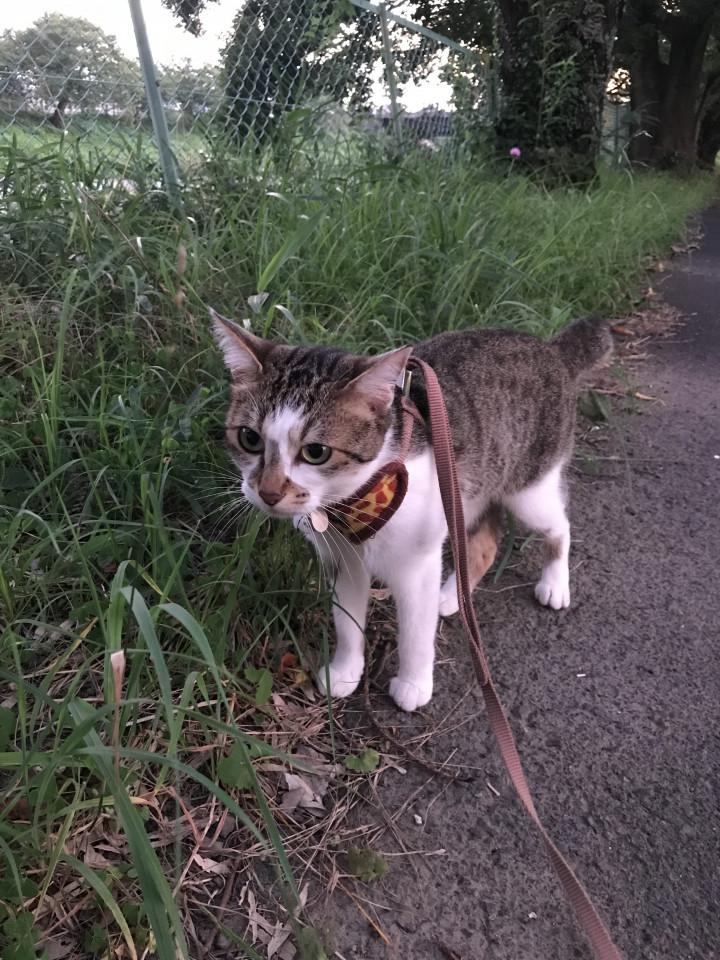 猫も夏バテ まちゅおさんの猫ブログ ネコジルシ