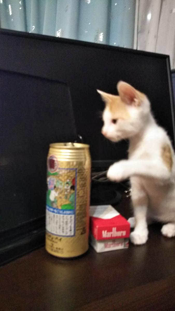 お酒とタバコは歳から 猫嵐さんさんの猫ブログ ネコジルシ