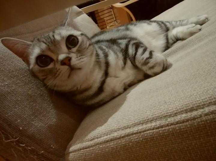 ネコジに慣れだす あめ写真 せつ写真 せつりんさんの猫ブログ ネコジルシ