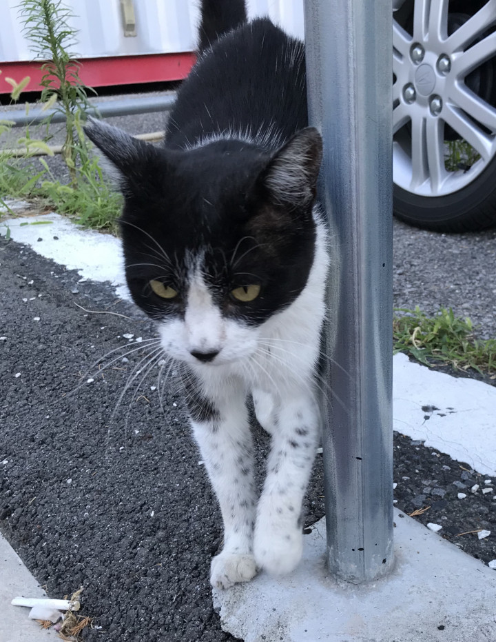 オレ フック へ ヘクト パスカル 猫姉さんさんの猫ブログ ネコジルシ