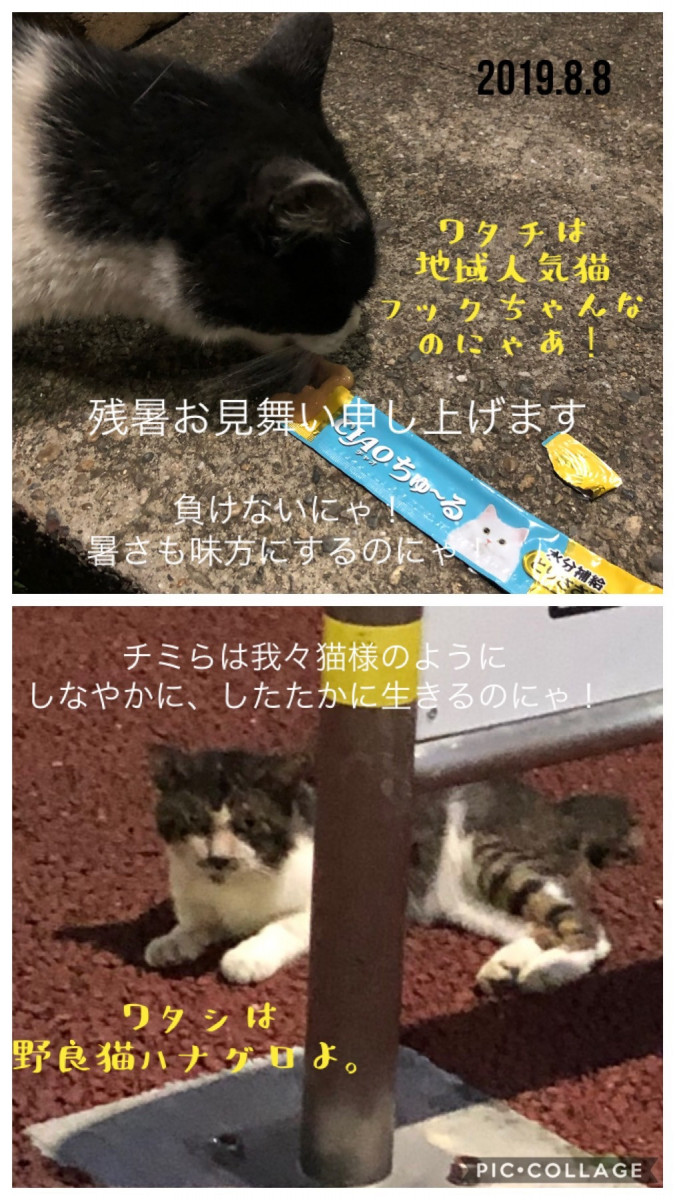 残暑お見舞い申し上げます V 追記 写真見やすくしました 猫姉さんさんの猫ブログ ネコジルシ