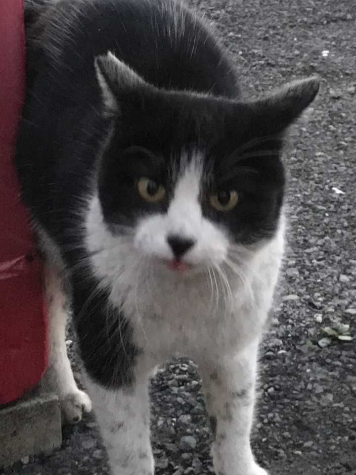 ほどよい距離間 人も猫も 猫姉さんさんの猫ブログ ネコジルシ