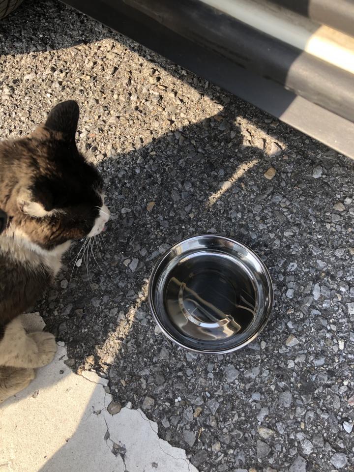 お水ゲットだね😸 - 猫姉さんさんの猫ブログ - ネコジルシ