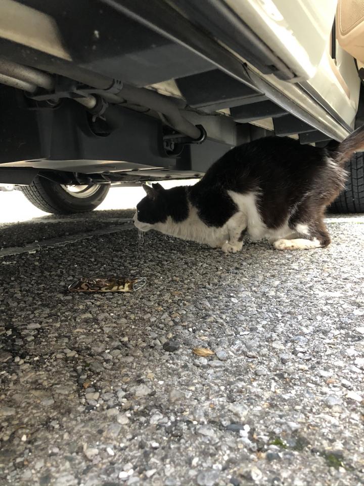 どんくさい 追記あり 猫姉さんさんの猫ブログ ネコジルシ