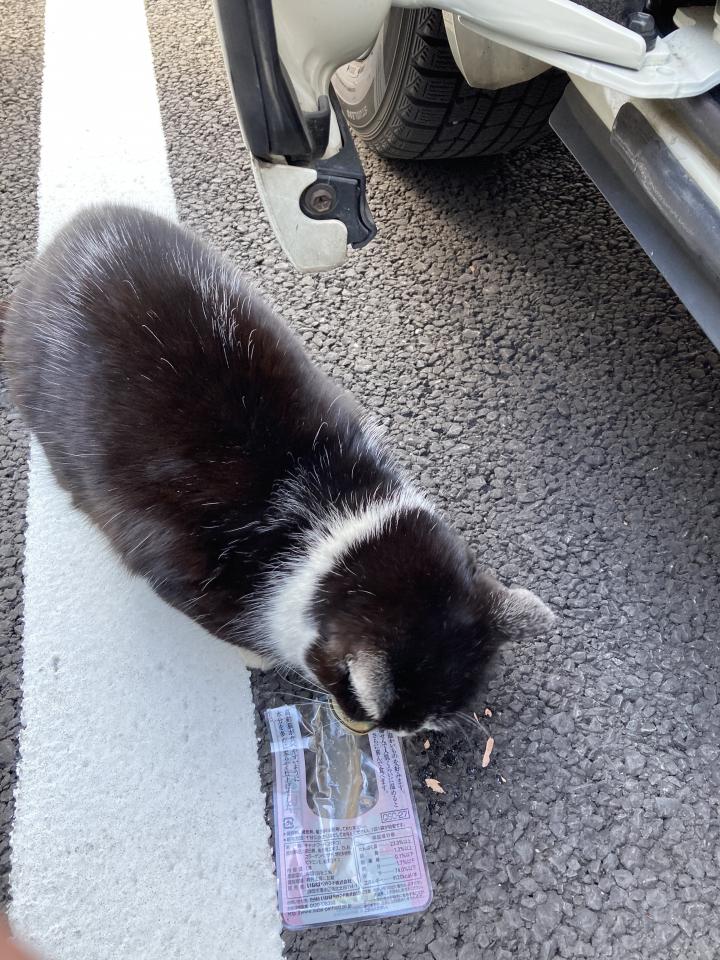 猫タイム 猫姉さんさんの猫ブログ ネコジルシ