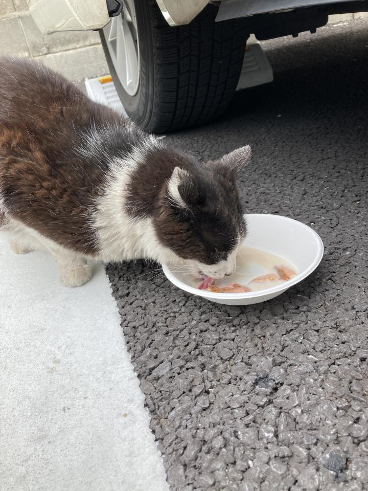 ねーさんマウンティングされる 猫姉さんさんの猫ブログ ネコジルシ