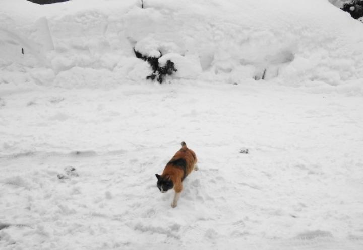 雪国の野良猫 Shirorinさんの猫ブログ ネコジルシ