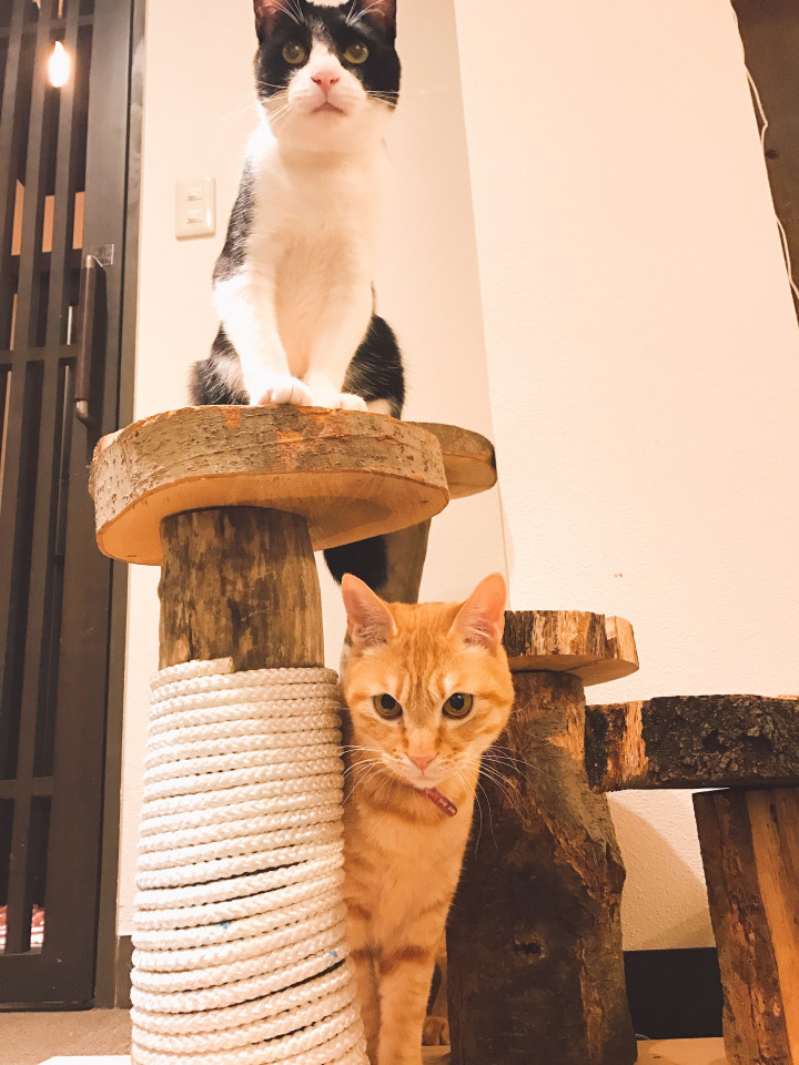 新しくできた新橋の保護猫カフェฅ ﻌ ฅ 麻理子さんの猫ブログ ネコジルシ