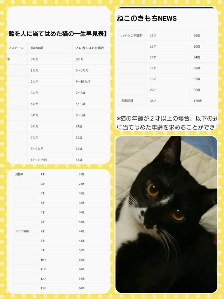 ちゃんの年齢速見表 Chappy Mommyさんの猫ブログ ネコジルシ