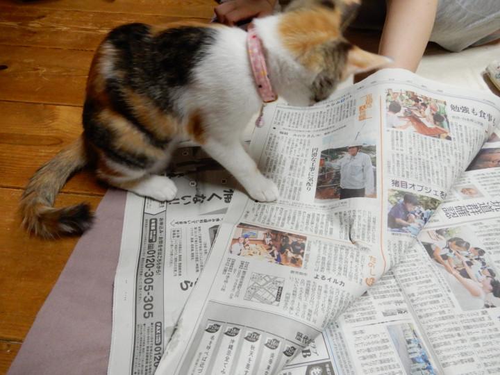 ふむふむ 猫も新聞読んで勉強しなきゃ Suica173さんの猫ブログ ネコジルシ
