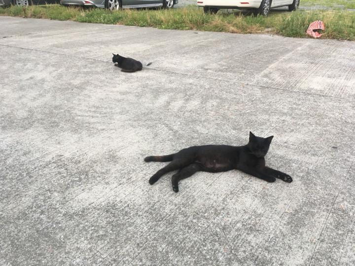 漁港での出会い かるろすさんの猫ブログ ネコジルシ