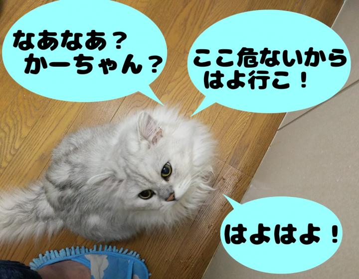 僕はキッチンが嫌い 料理と猫と私 しゅらこまさんの猫ブログ ネコジルシ