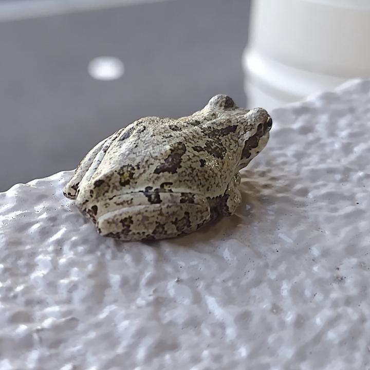 いいことあるかな？🐸〜朝からホッコリ〜 - しゅらこまさんの猫日記