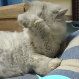 猫を轢き殺してしまったトラウマ 放し飼いは猫も人も傷つける しゅらこまさんの猫ブログ ネコジルシ