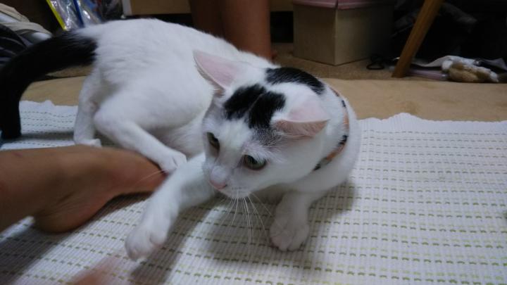 一緒がいいの おむすび猫てんてんさんの猫ブログ ネコジルシ