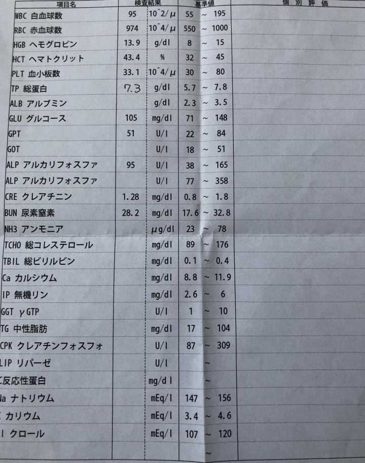 めめの定期検査 - ま めさんの猫ブログ - ネコジルシ