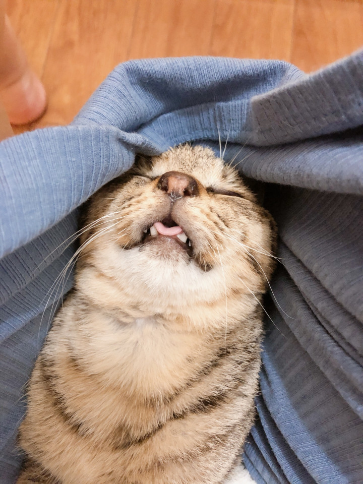 保護猫日記 おかおかさんの猫ブログ ネコジルシ