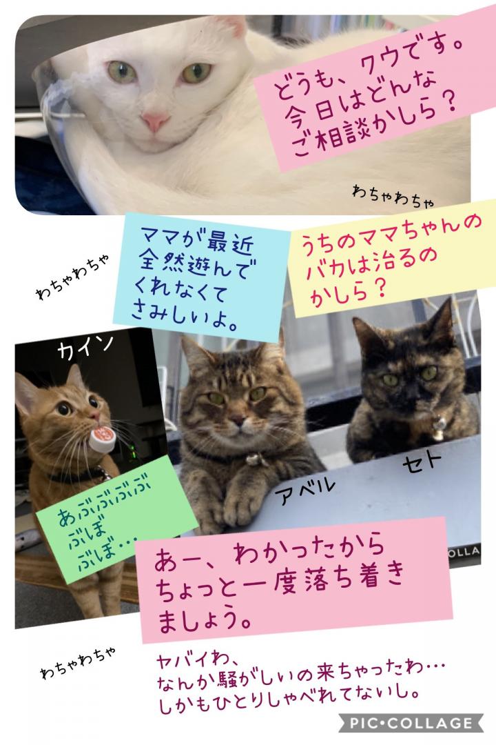 クウちゃんお悩み相談室 サタン家編 - きゃうさんの猫日記