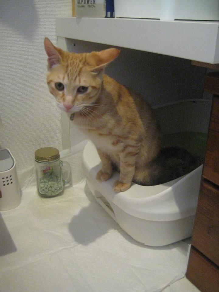 猫トイレ 我が家のトイレ事情 ねこよみうたさんの猫ブログ ネコジルシ