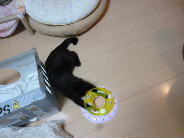 保護猫 ひよこ 猫関係も○♪ - ねこきんさんの猫ブログ - ネコジルシ