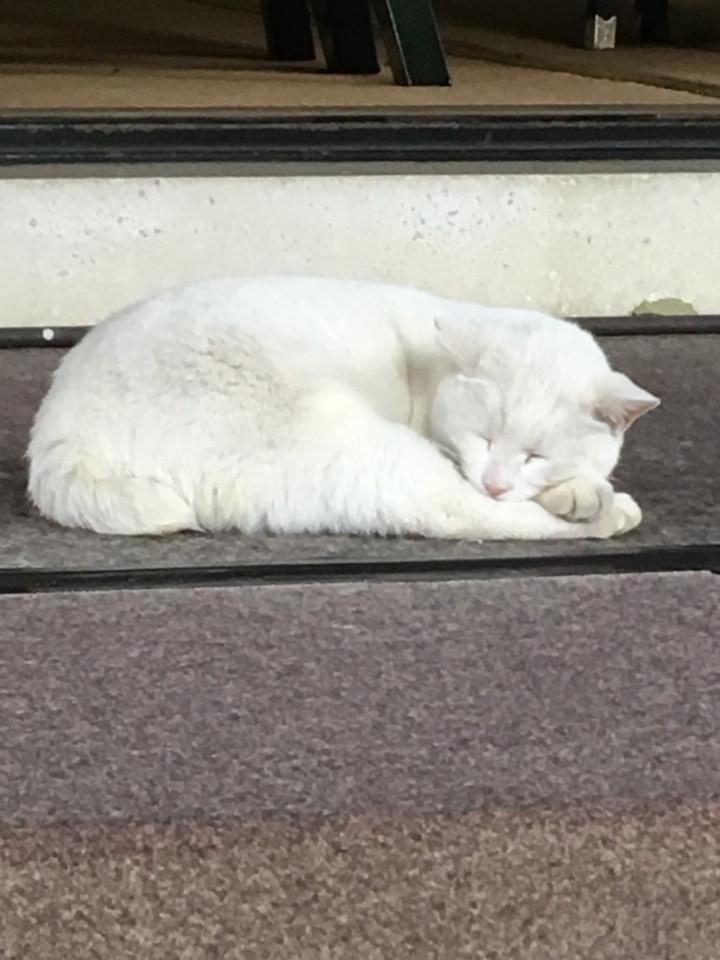 今戸神社 ナミちゃん イトチンさんの猫ブログ ネコジルシ