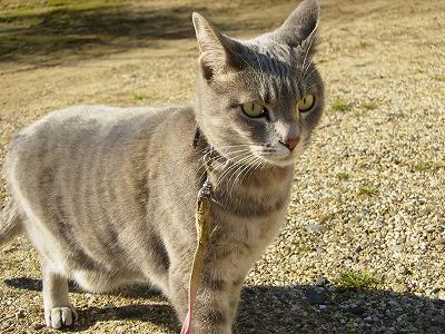 肉球の癌３ 悪性腫瘍 Paullyさんの猫ブログ ネコジルシ