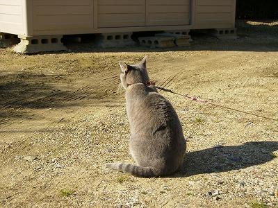 肉球の癌３ 悪性腫瘍 Paullyさんの猫ブログ ネコジルシ