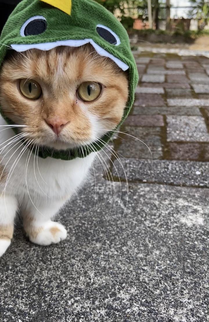 銀たん怪獣 あさみっくまんさんの猫ブログ ネコジルシ