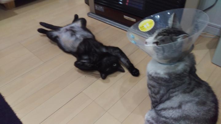 こわわ とと福さんの猫ブログ ネコジルシ