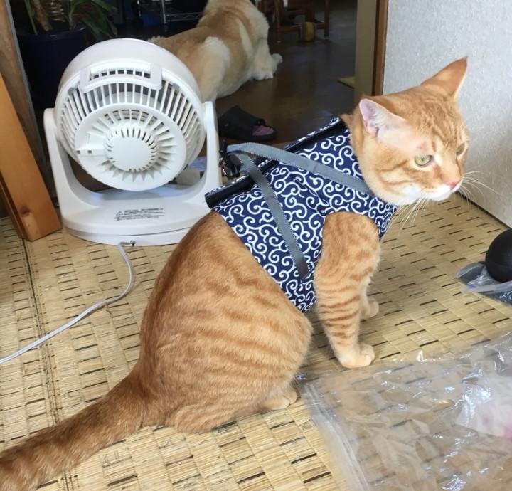 初のにゃんこ連れ旅行 ฅ ฅ 花咲み地蔵さんの猫ブログ ネコジルシ
